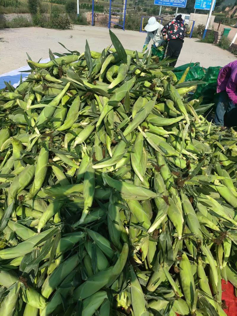 【推荐】万糯2000玉米供应市场商超电商一手货源量大价优
