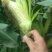 【推荐】万糯2000玉米供应市场商超电商一手货源量大价优