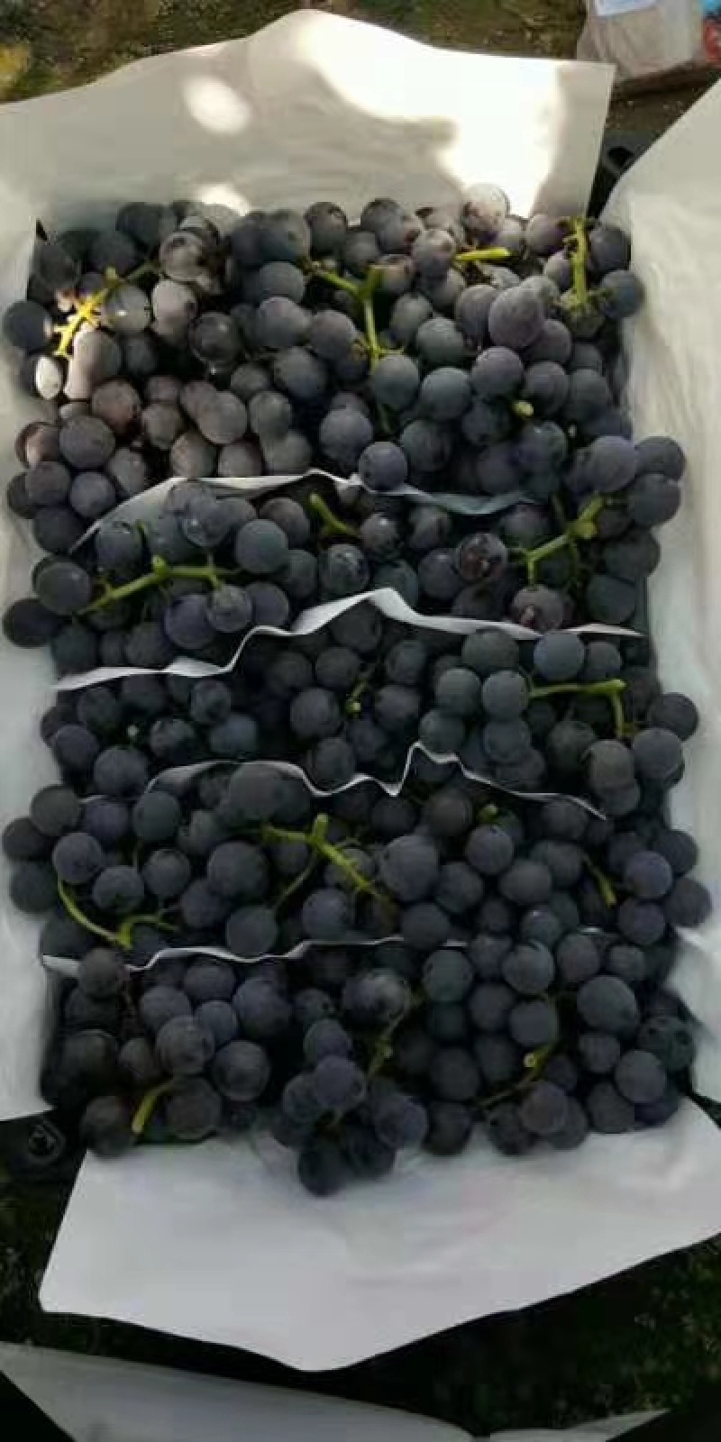 东北软枝巨峰葡萄自然果！大果无核巨峰葡萄，辽峰葡萄