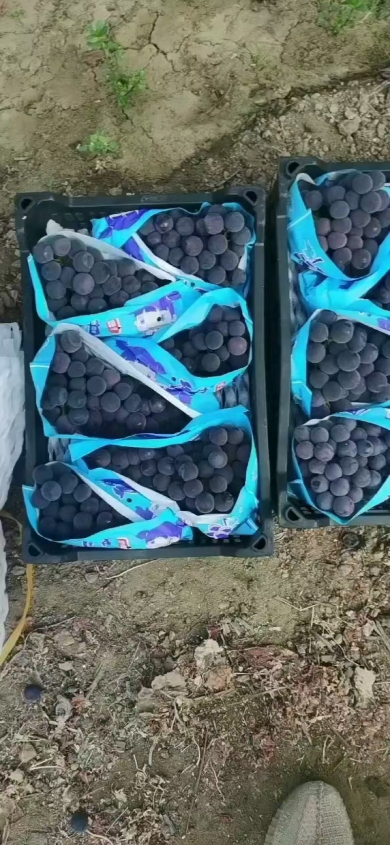 东北软枝巨峰葡萄自然果！大果无核巨峰葡萄，辽峰葡萄