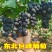 东北软枝巨峰葡萄自然果！大果无核巨峰葡萄，辽峰葡萄