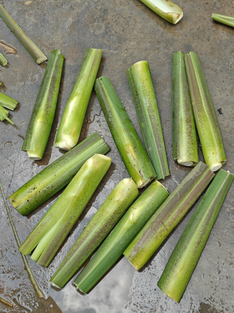 精品茭白