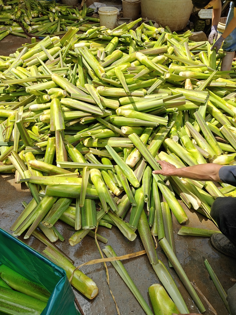 精品茭白
