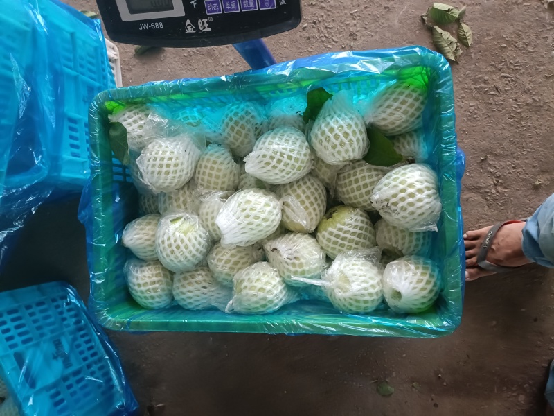现货珍珠番石榴又脆又甜有需要可以联系我