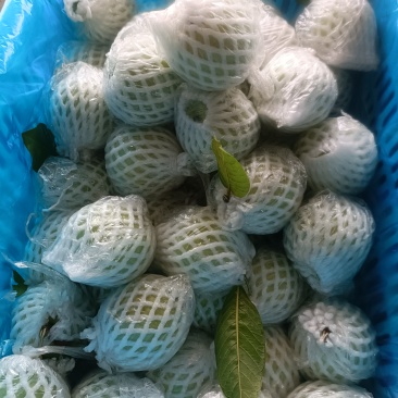 现货珍珠番石榴又脆又甜有需要可以联系我