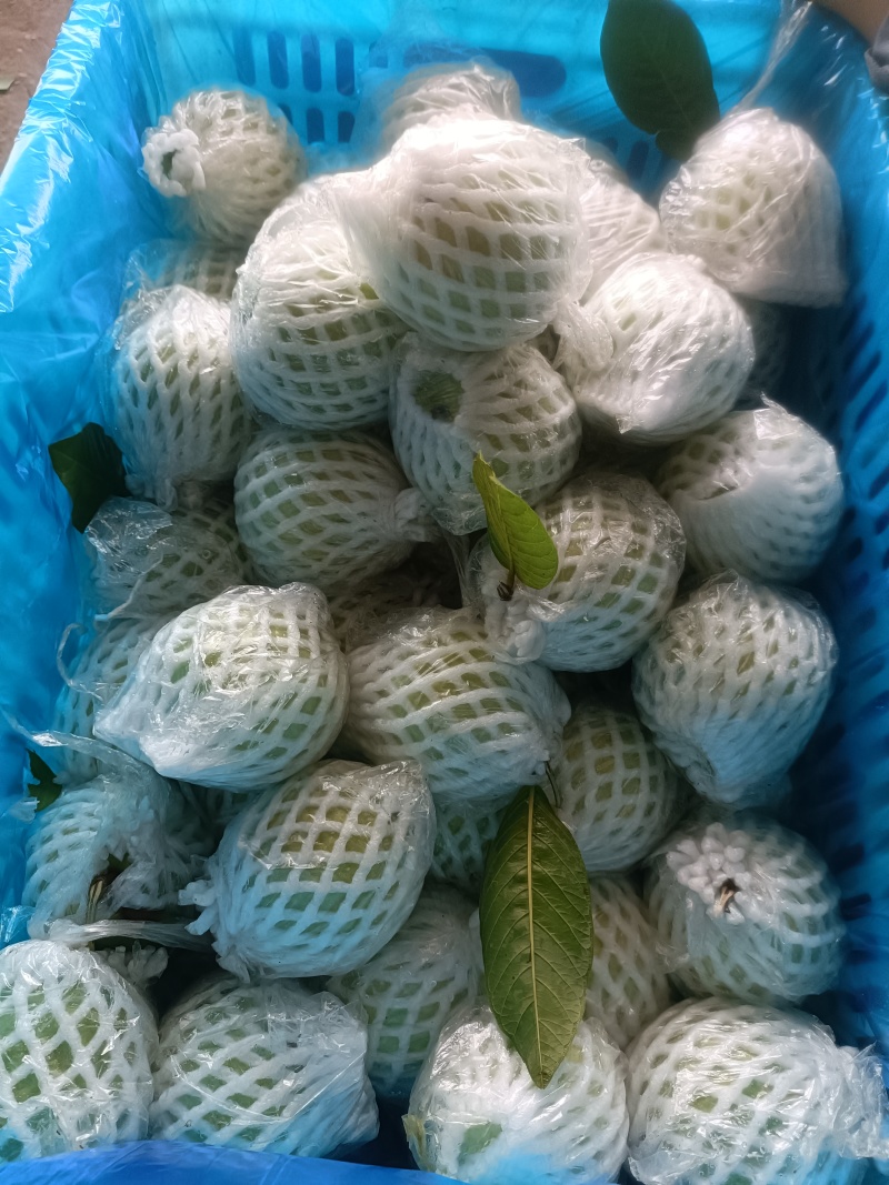 现货珍珠番石榴又脆又甜有需要可以联系我