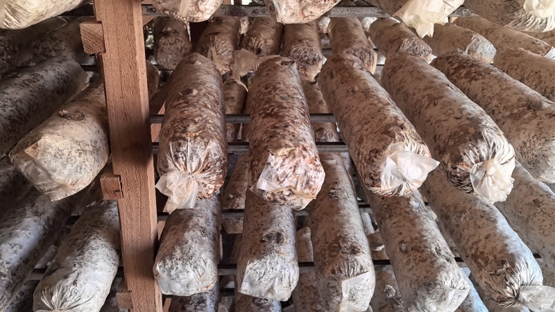 花菇菌棒白棒6万，高产优质价格可聊，预购请联系我