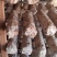 花菇菌棒白棒6万，高产优质价格可聊，预购请联系我