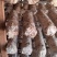 花菇菌棒白棒6万，高产优质价格可聊，预购请联系我
