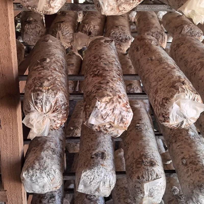花菇菌棒白棒6万，高产优质价格可聊，预购请联系我