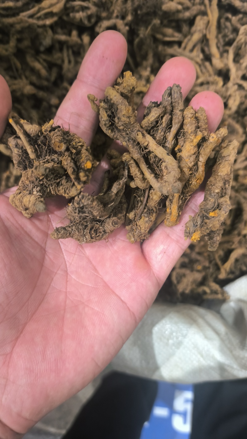 黄莲鸡爪莲单支莲黄莲片规格齐全质量保证诚信经