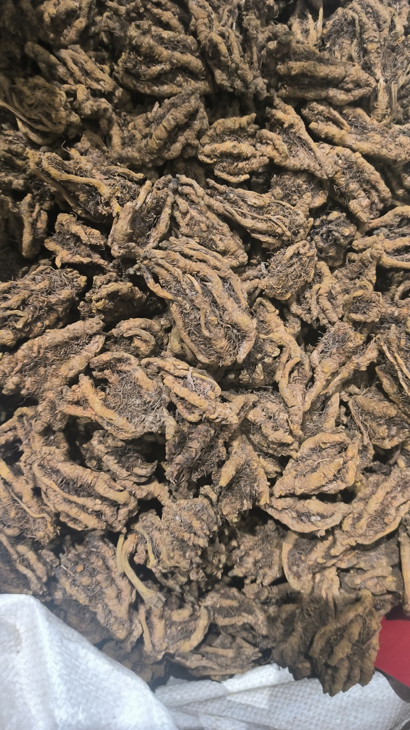 黄莲鸡爪莲单支莲黄莲片规格齐全质量保证诚信经