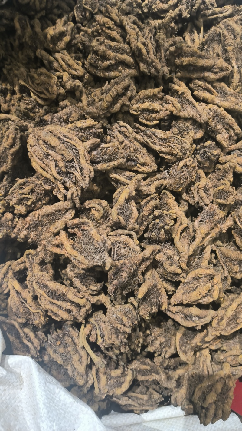 黄莲鸡爪莲单支莲黄莲片规格齐全质量保证诚信经