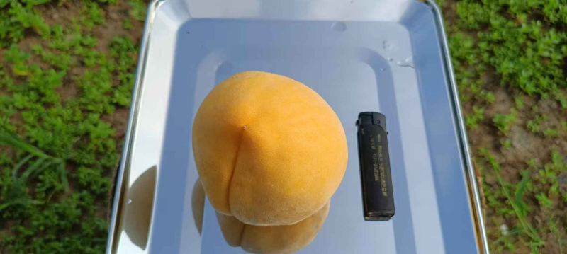 差不多都是7两左右的果，大的有一斤多的！