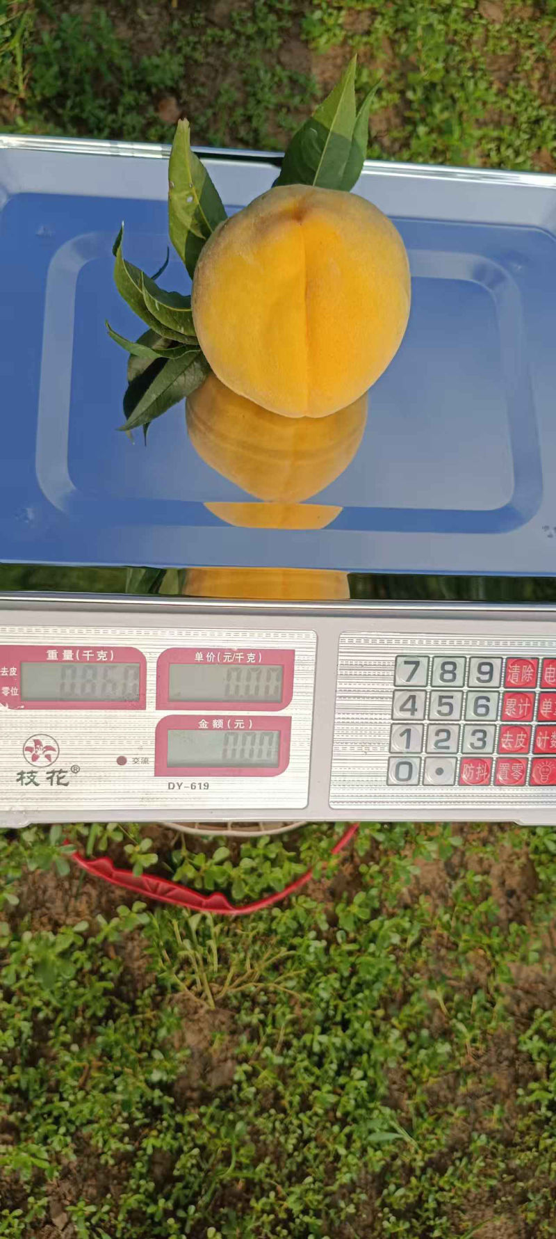 差不多都是7两左右的果，大的有一斤多的！