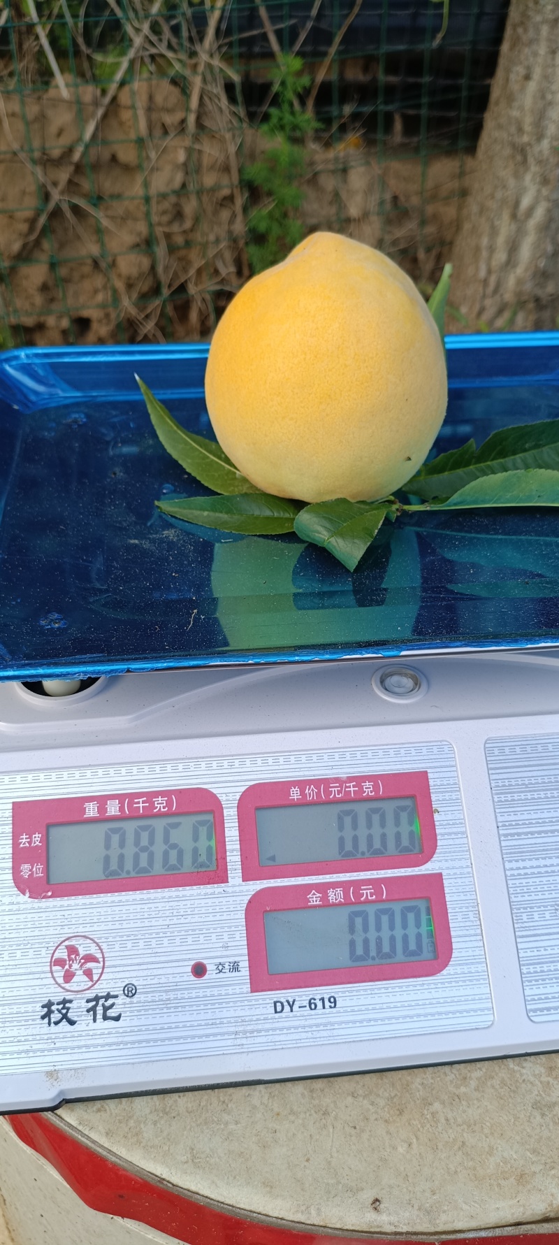 差不多都是7两左右的果，大的有一斤多的！