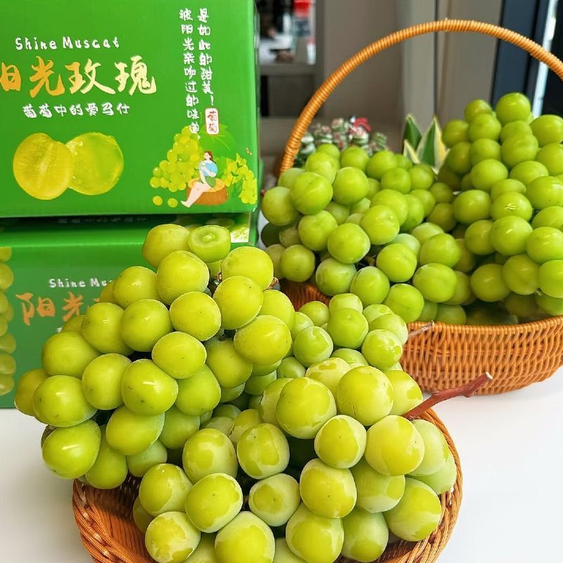 阳光玫瑰/晴王葡萄/无籽葡萄/现摘现发