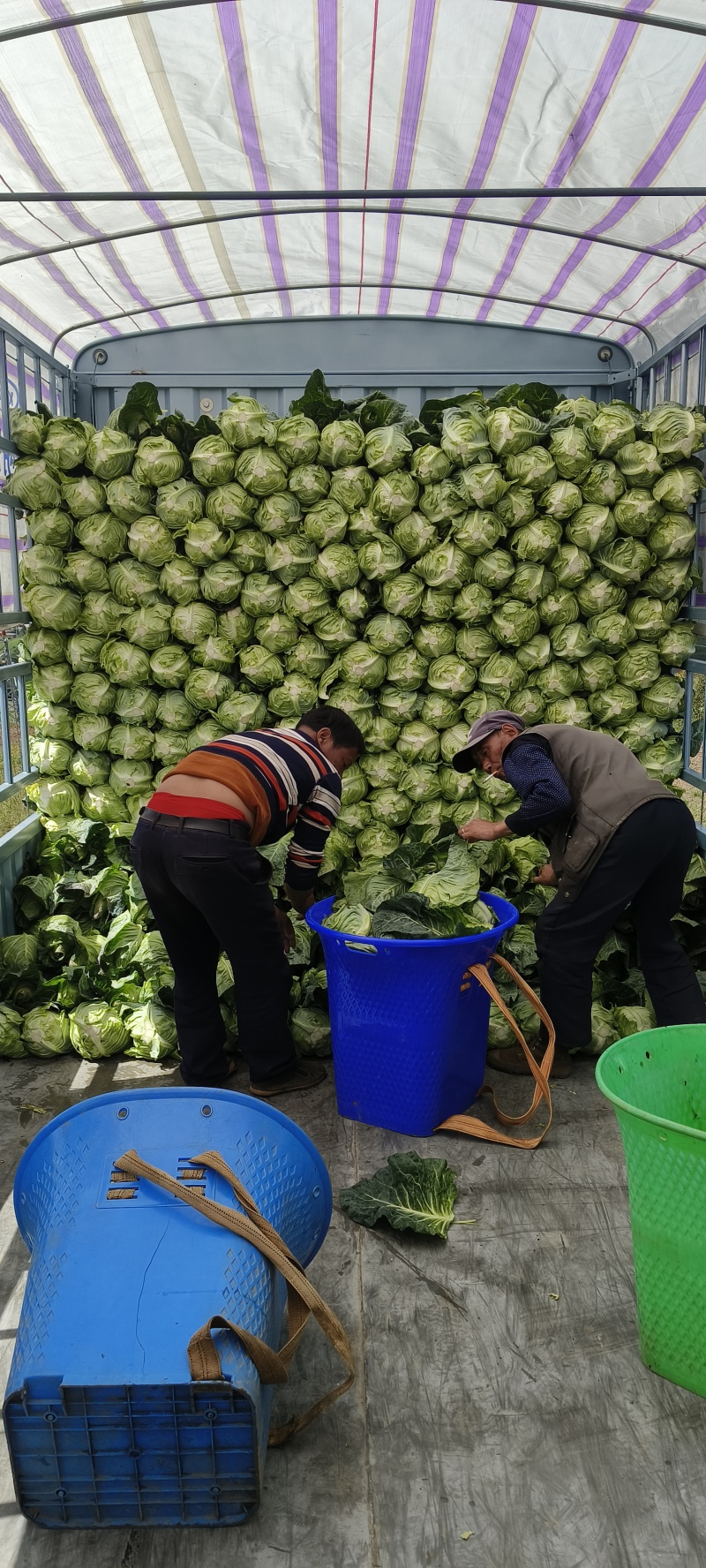 精品牛心甘蓝产地直发专业牛心甘蓝种植户，农家肥种植