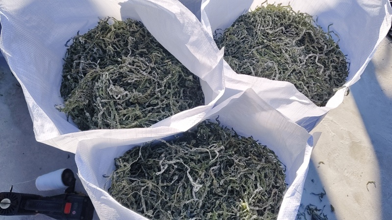 全干海带长丝，一斤泡发5斤多，纯绿长丝！