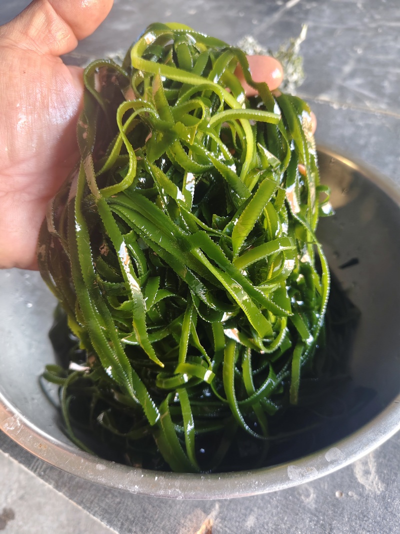 全干海带长丝，一斤泡发5斤多，纯绿长丝！