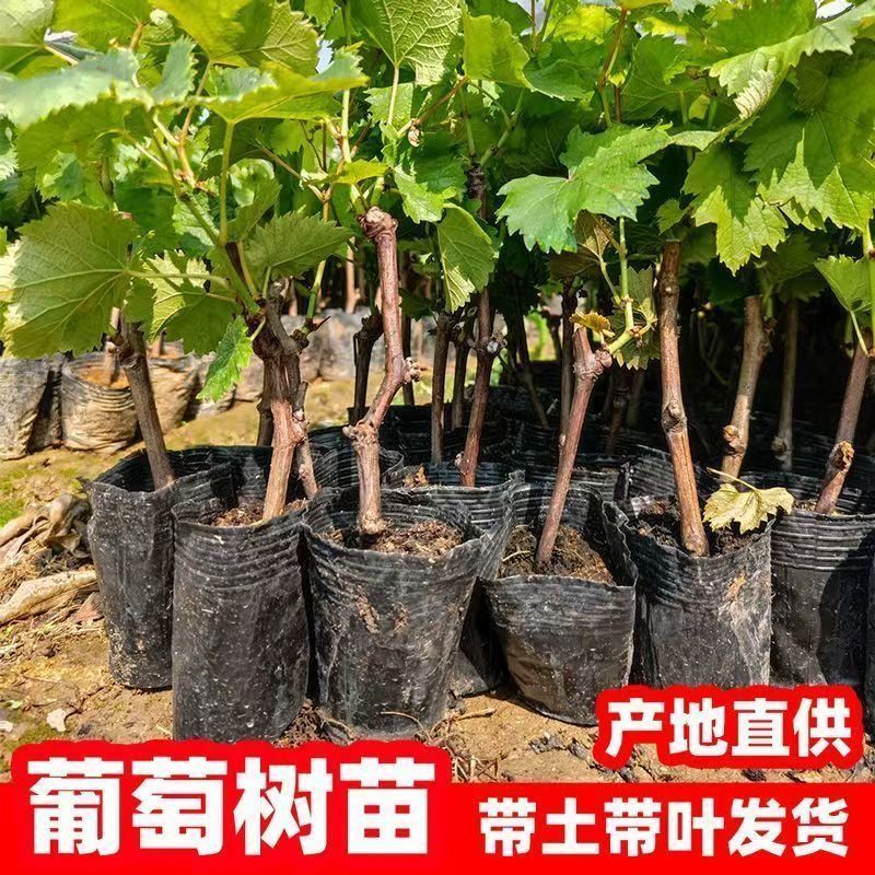 葡萄苗/葡萄树/占地葡萄树/多年苗