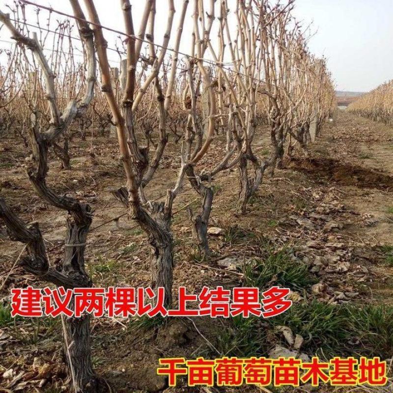 葡萄苗/葡萄树/占地葡萄树/多年苗