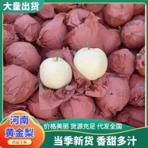 黄金梨秋月梨