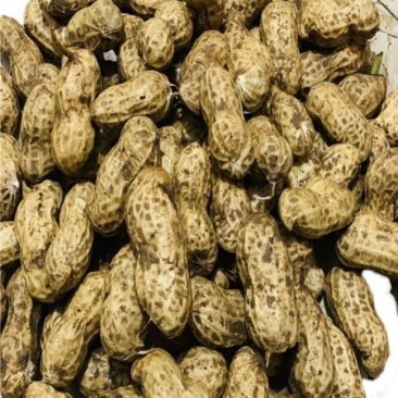 开封原产地鲜花生，货源充足，