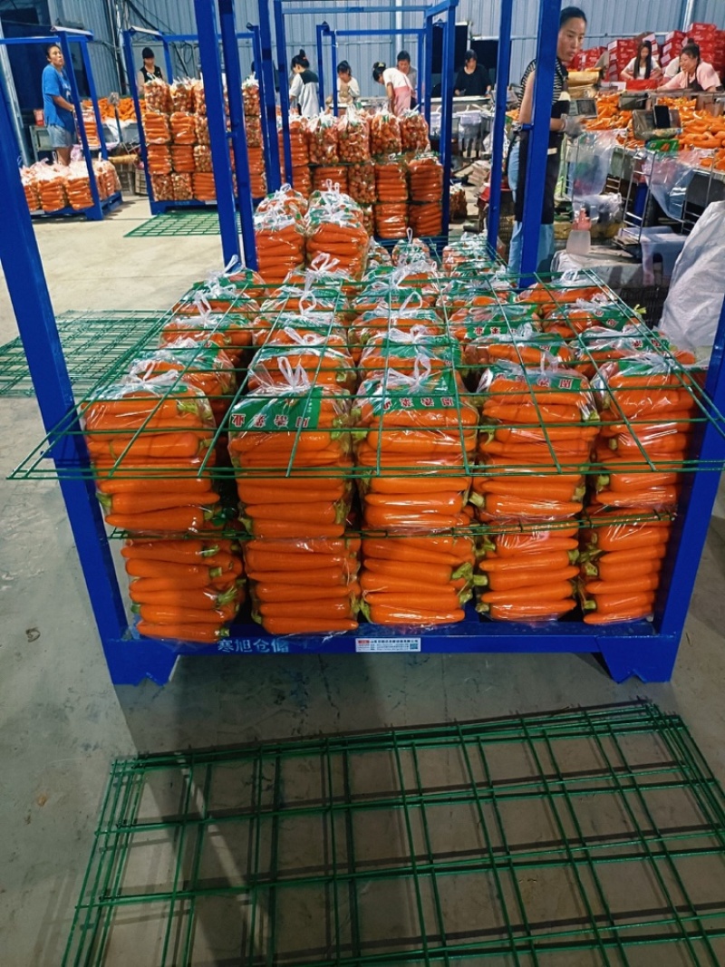 河南胡萝卜精品大量上市中，产地一手货源视频看货，对接全国