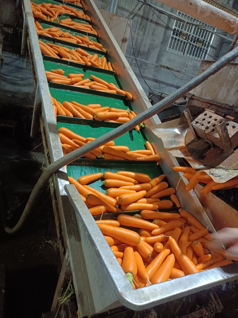 河南胡萝卜精品大量上市中，产地一手货源视频看货，对接全国