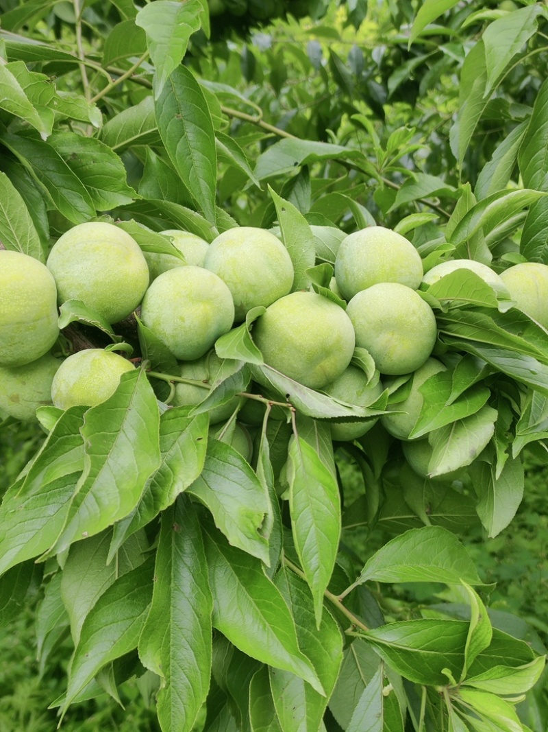 这是来自茂县高山青脆李翠甜多汁，口感特别得好