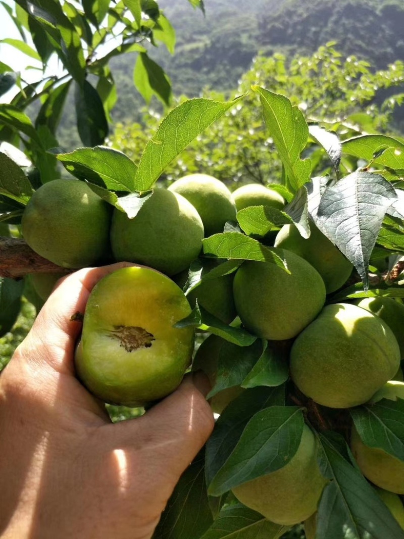 这是来自茂县高山青脆李翠甜多汁，口感特别得好