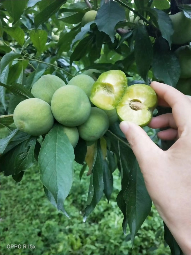 这是来自茂县高山青脆李翠甜多汁，口感特别得好