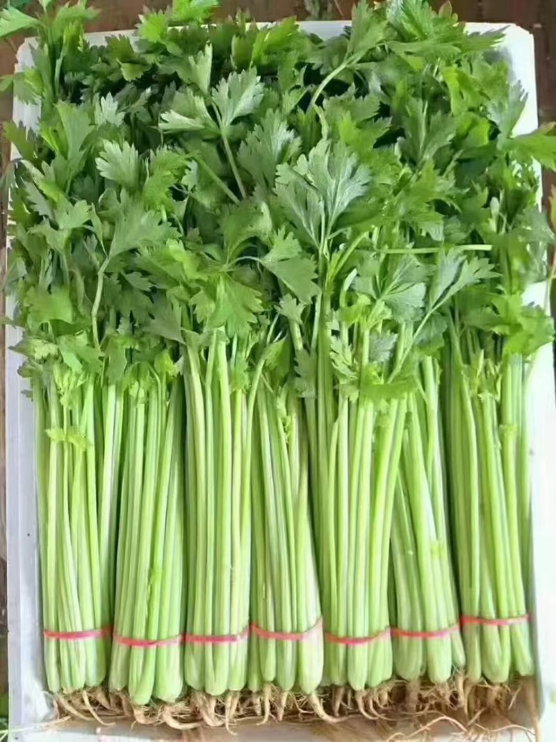 聊城香芹大量上市。支持各种包装。可对接商超，加工厂，食堂