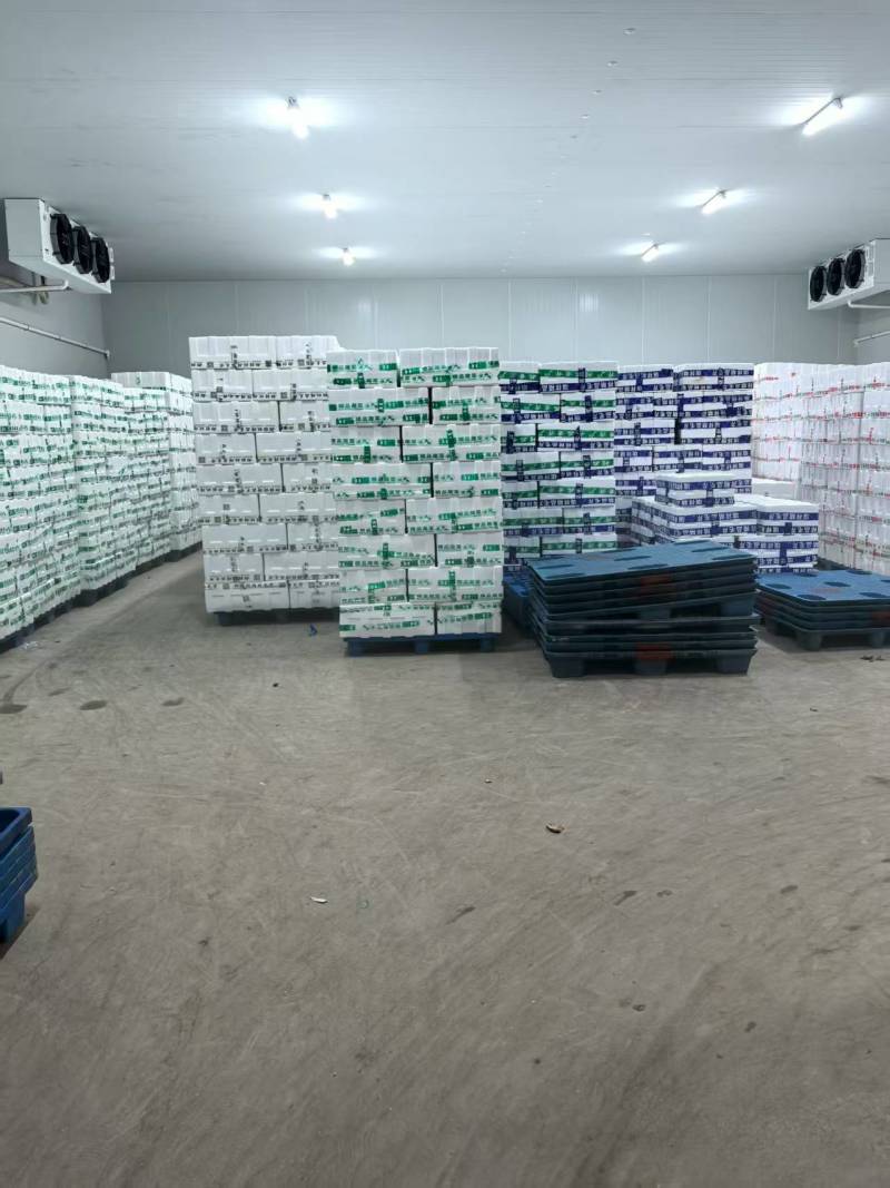 聊城香芹大量上市。支持各种包装。可对接商超，加工厂，食堂