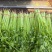 聊城香芹大量上市。支持各种包装。可对接商超，加工厂，食堂