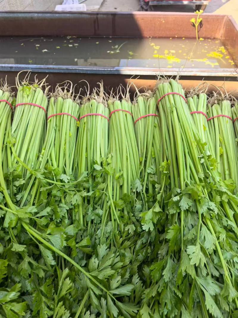 聊城香芹大量上市。支持各种包装。可对接商超，加工厂，食堂