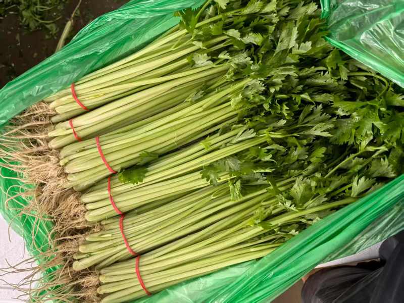 聊城香芹大量上市。支持各种包装。可对接商超，加工厂，食堂