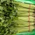 聊城香芹大量上市。支持各种包装。可对接商超，加工厂，食堂