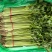 聊城香芹大量上市。支持各种包装。可对接商超，加工厂，食堂