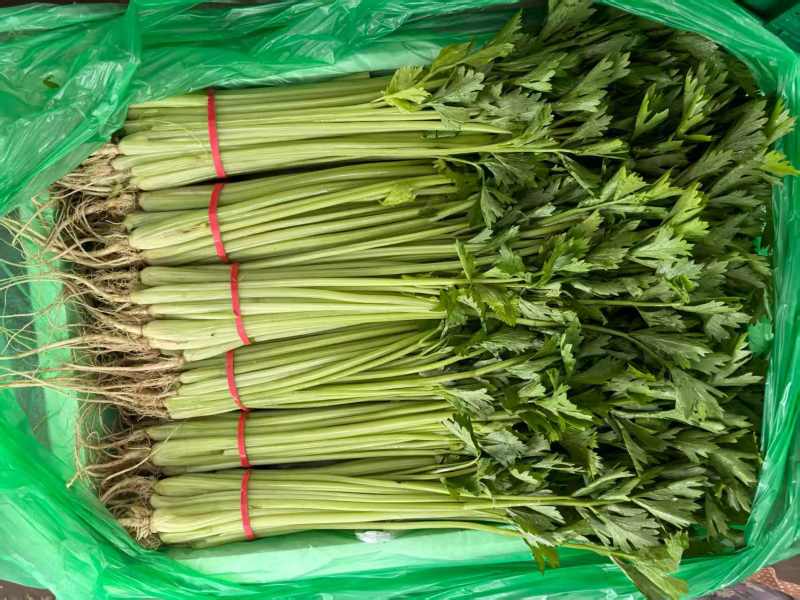 聊城香芹大量上市。支持各种包装。可对接商超，加工厂，食堂