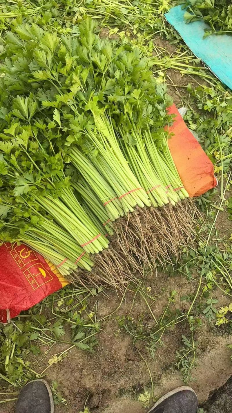 聊城香芹大量上市。支持各种包装。可对接商超，加工厂，食堂