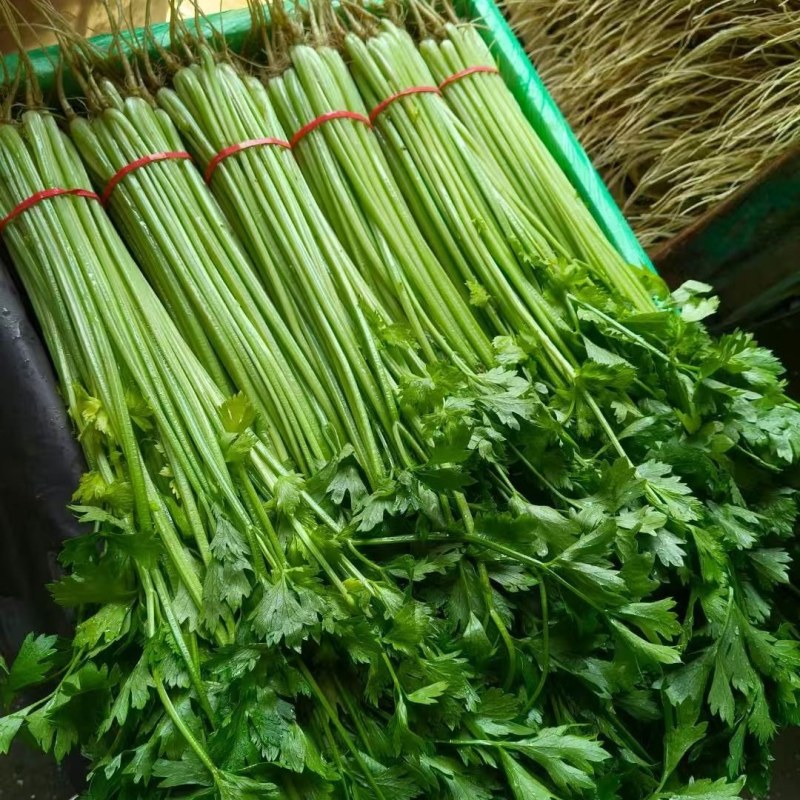 聊城香芹大量上市。支持各种包装。可对接商超，加工厂，食堂