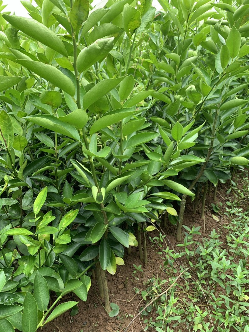 北京青柠檬苗有籽香水柠檬苗大量出售批发