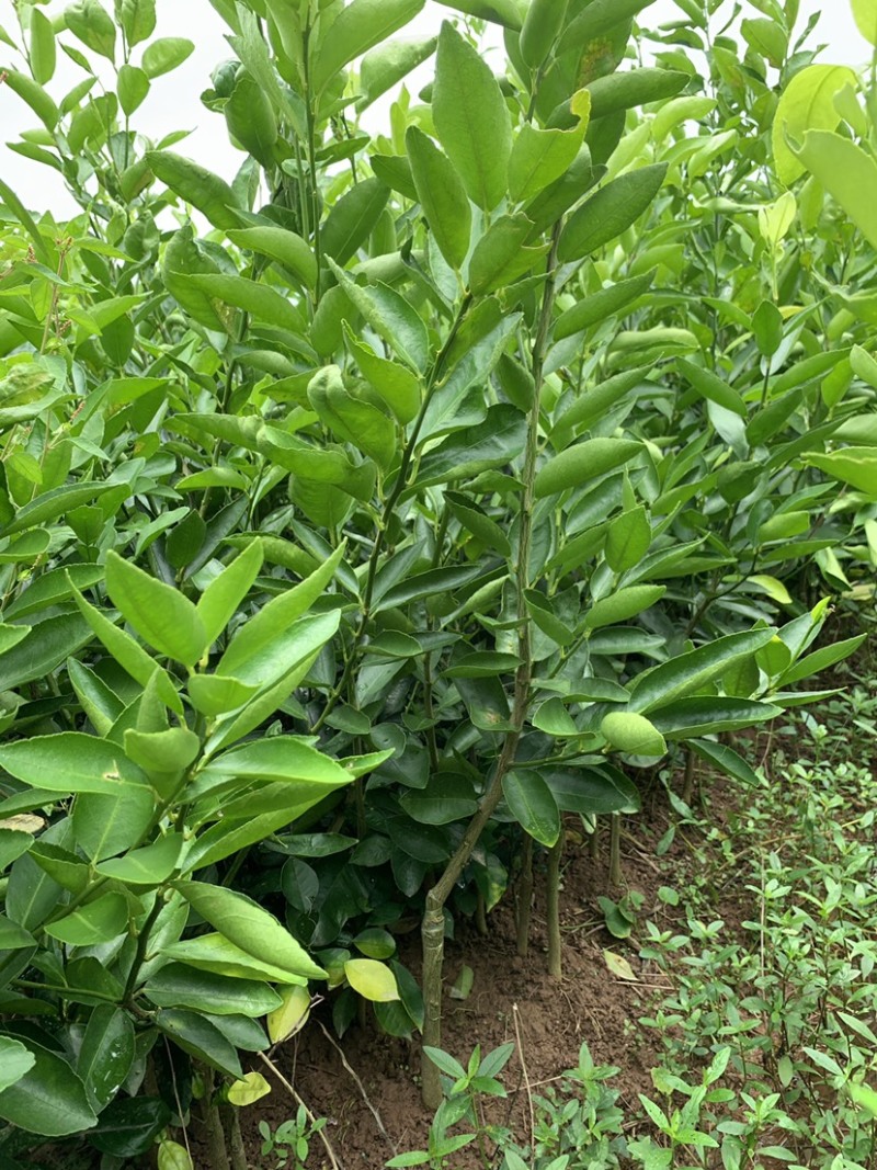 北京青柠檬苗有籽香水柠檬苗大量出售批发