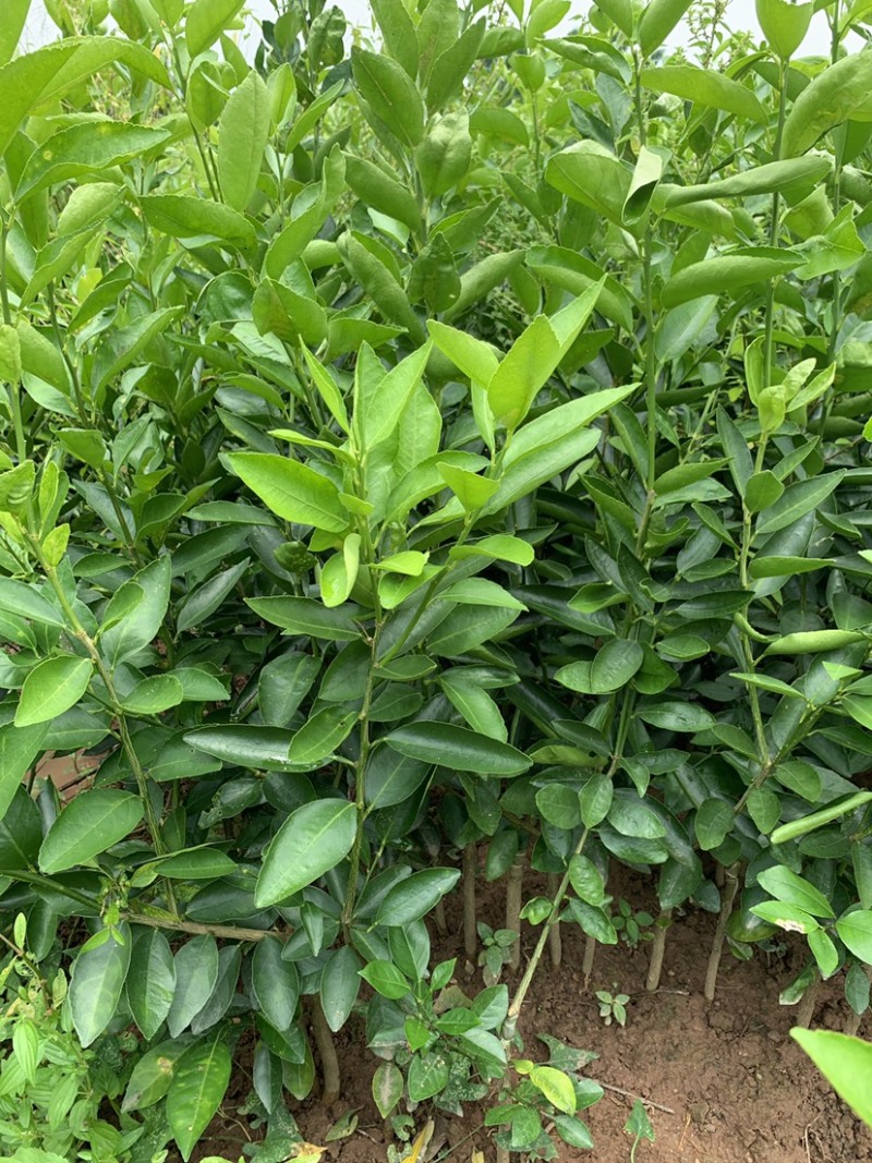 北京青柠檬苗有籽香水柠檬苗大量出售批发