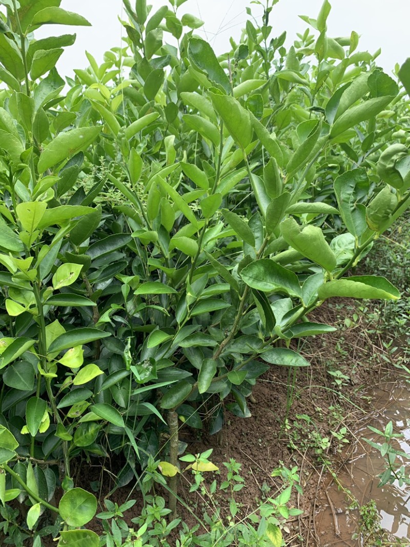 北京青柠檬苗有籽香水柠檬苗大量出售批发