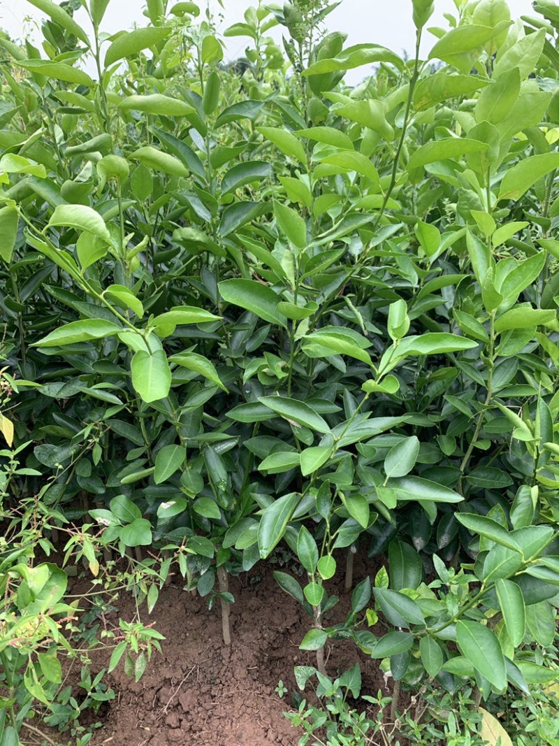 北京青柠檬苗有籽香水柠檬苗大量出售批发