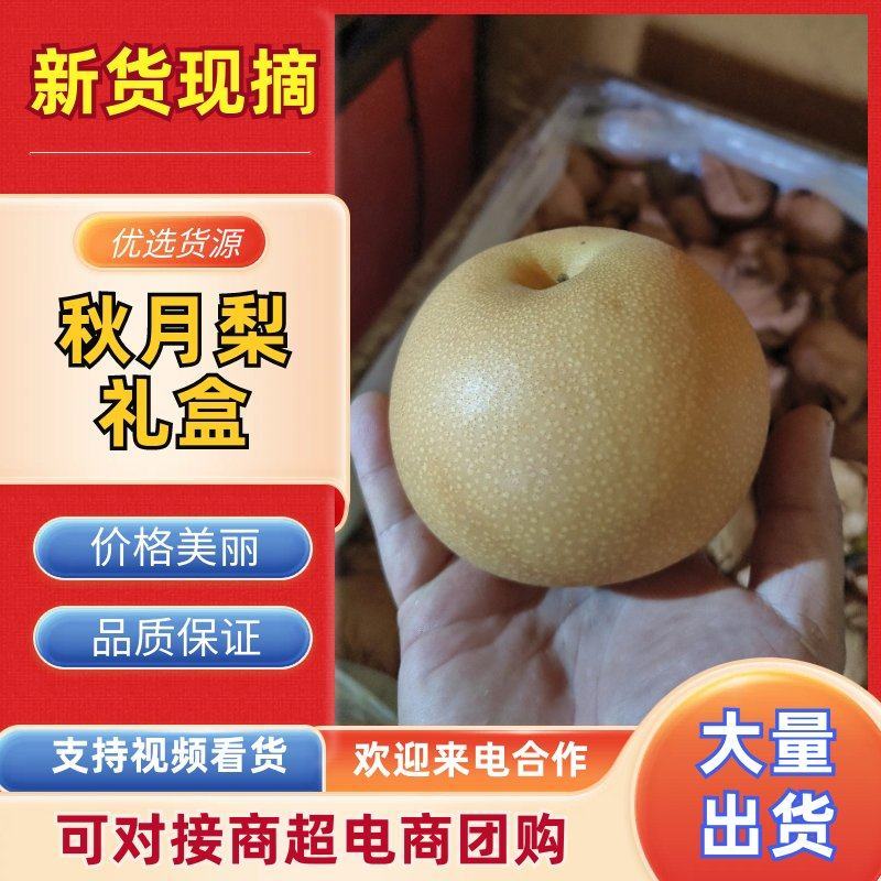烟台莱阳秋月梨上市，一件代发礼盒装350g以上大果秋月梨