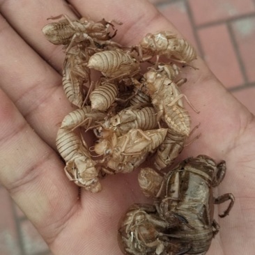 蝉蜕，知了皮